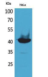 Western blot analysis of HeLa cells using Anti-PPID Antibody