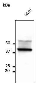 HUH cell lysate detected with Anti-CD63 Antibody at a 1:2,500 dilution. Lysate at 50 µg and rabbit anti-goat IgG antibody (HRP) at a 1:10,000 dilution