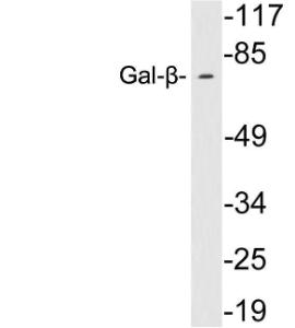 Western blot analysis of lysates from 293 cells using Anti-Gal-beta Antibody