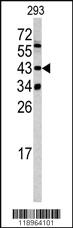 Anti-SETD8 Rabbit Polyclonal Antibody