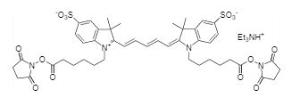 Cyanine 5 bissuccini 157 1 mg