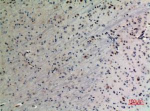 Immunohistochemical analysis of paraffin-embedded mouse brain using Anti-PPID Antibody