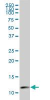 Anti-RPL37A Mouse Polyclonal Antibody