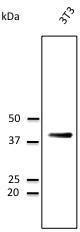 3T3 cell lysate detected with Anti-CD63 Antibody at a 1:2,500 dilution. Lysate at 50 µg and rabbit anti-goat IgG antibody (HRP) at a 1:10,000 dilution