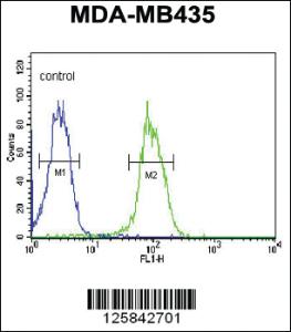 Anti-KDR Rabbit Polyclonal Antibody