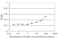 Anti-GAN Mouse Monoclonal Antibody [clone: 4G7]