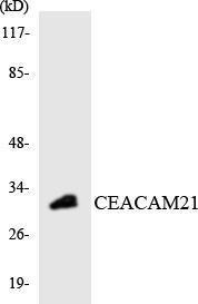 Western blot analysis of the lysates from HT 29 cells using Anti-CEACAM21 Antibody