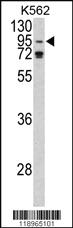 Anti-AGO1 Rabbit Polyclonal Antibody