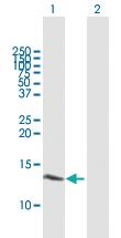 Anti-HINT1 Mouse Polyclonal Antibody