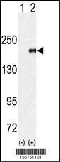 Anti-EHMT1 Rabbit Polyclonal Antibody (APC (Allophycocyanin))