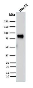 Anti-MDM2 Mouse Monoclonal Antibody [clone: SMP14]