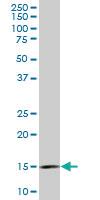 Anti-RPL36A Mouse Monoclonal Antibody [clone: 5F8]