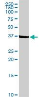 Anti-TFAP4 Rabbit Polyclonal Antibody