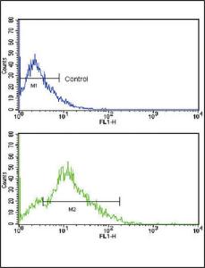 Anti-CD3G Rabbit Polyclonal Antibody