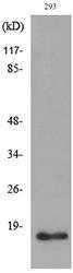 Western blot analysis of lysate from 293 cells using Anti-PPIA Antibody