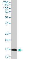 Anti-RPL36A Mouse Monoclonal Antibody [clone: 5F8]