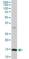 Anti-RPL36A Mouse Monoclonal Antibody [clone: 5F8]