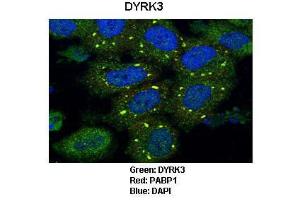 Anti-DYRK3 Rabbit Polyclonal Antibody