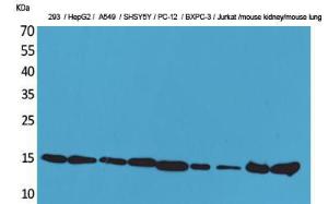 Western blot analysis of 293, HepG A549, SHSY5Y, PC 1 BXPC 3, Jurkat, mouse kidney, mouse lung cells using Anti-PPIA Antibody