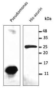 Pseudomonas cell lysate (100µg) and recombinant Azurin (His tag) (50ng) were detected with Anti-Azurin Antibody at a 1:2,500 dilution. Rabbit anti-goat IgG antibody (HRP) was used at a 1:10,000 dilution.