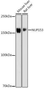 Western blot analysis of extracts of various cell lines, using Anti-Nup153 Antibody (A10581) at 1:1,000 dilution