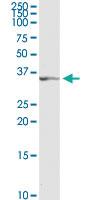 Anti-TFAP4 Rabbit Polyclonal Antibody