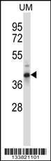 Anti-OAF Rabbit Polyclonal Antibody (PE (Phycoerythrin))