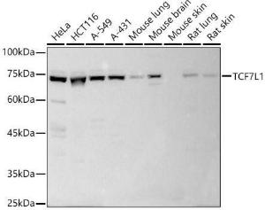 Western blot analysis of extracts of various cell lines, using Anti-TCF7L1 Antibody (A10589) at 1:1,000 dilution