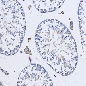 Immunohistochemistry analysis of paraffin-embedded mouse testis using Anti-FAM3D Antibody (A308559) at a dilution of 1:50 (20x lens) Perform microwave antigen retrieval with 10 mM PBS buffer pH 72 before commencing with IHC staining protocol