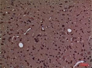 Immunohistochemical analysis of paraffin-embedded rat brain using Anti-PPIA Antibody