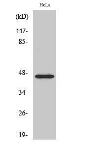 Western blot analysis of various cells using Anti-FOXB2 Antibody