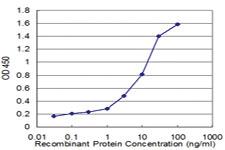 Anti-RPL36A Mouse Monoclonal Antibody [clone: 5F8]