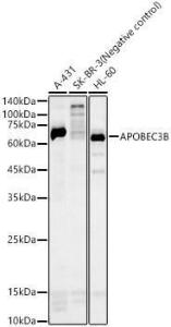 Western blot analysis of variou