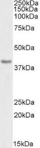 Anti-CD274 Antibody (A82539/Biotin) (03 µg/ml) staining of Human Heart lysate (35 µg protein in RIPA buffer)