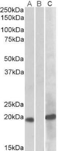 Anti-HOXA1 Goat Polyclonal Antibody