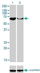 Anti-PAPSS2 Mouse Monoclonal Antibody [clone: 2A8]