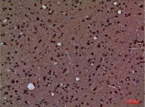 Immunohistochemical analysis of paraffin-embedded rat brain using Anti-PPIA Antibody