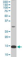 Anti-RPL36A Mouse Monoclonal Antibody [clone: 6H1]