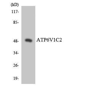 Western blot analysis of the lysates from HT 29 cells using Anti-ATP6V1C2 Antibody