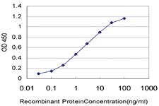 Anti-PAPSS2 Mouse Monoclonal Antibody [clone: 2A8]