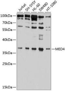 Anti-MED4 antibody