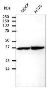 Antibody anti-RPS6 800 µg