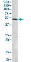 Anti-COPS2 Goat Polyclonal Antibody