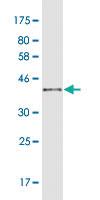 Anti-NRXN1 Mouse Monoclonal Antibody [clone: 4F7]