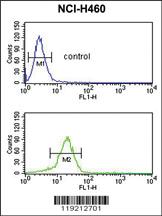 Anti-YAP1 Rabbit Polyclonal Antibody