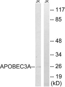 Western blot analysis of lysates from Jurkat cells using Anti-APOBEC3A Antibody. The right hand lane represents a negative control, where the antibody is blocked by the immunising peptide