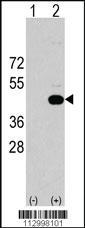 Anti-HS2ST1 Rabbit Polyclonal Antibody