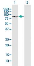 Anti-SLC3A1 Mouse Polyclonal Antibody