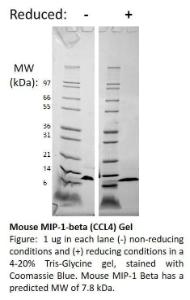 Mouse recombinant MIP-1 beta/CCL4 (from <i>E. coli</i>)