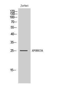 Western blot analysis of Jurkat cells using Anti-APOBEC3A Antibody